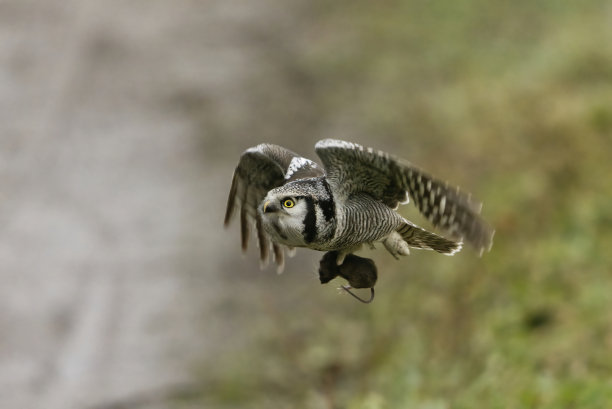 北鹰猫头鹰(Surnia ulula)，爪子里抓着一只老鼠在飞行。图片下载