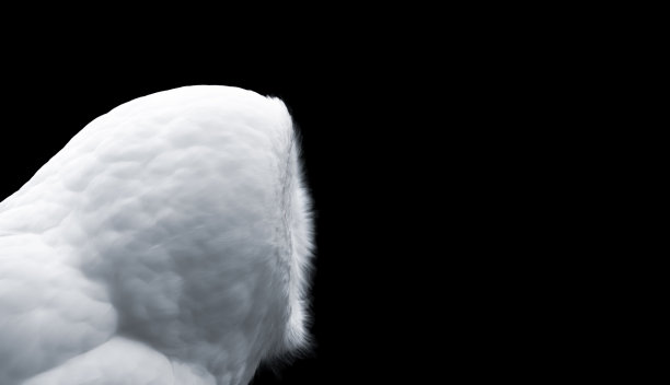 白猫头鹰(图1/3)图片下载