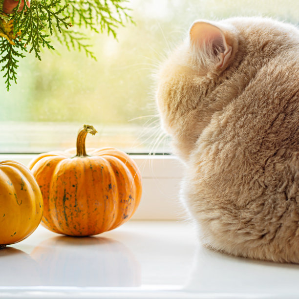 红(姜)猫在窗边装饰着秋色的南瓜和花朵。节日和心情的季节，万圣节和感恩节。图片下载