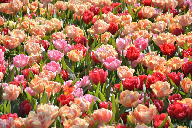 色彩柔和的郁金香花背景。图片下载