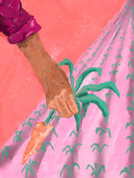 一位老妇人在农场采摘新鲜有机蔬菜的特写镜头。自我可持续的有机食品概念。图片下载