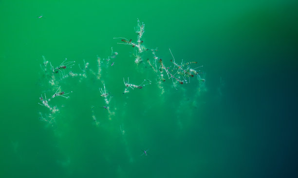 海草生长在浑浊的蓝色水中。抽象的自然背景图片下载