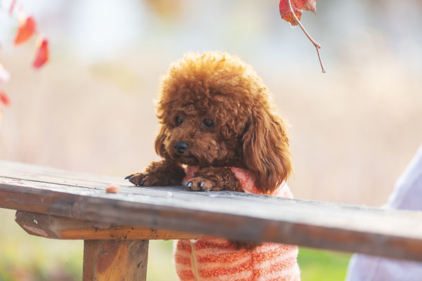秋天的玩具贵宾犬图片下载