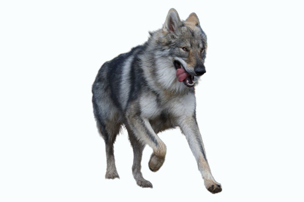 令人印象深刻的狼狗图片下载