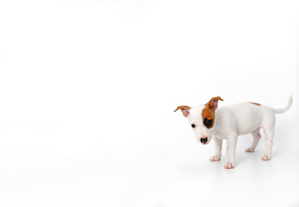 白色背景上的杰克罗素梗小狗。横幅。铭文的地方图片下载