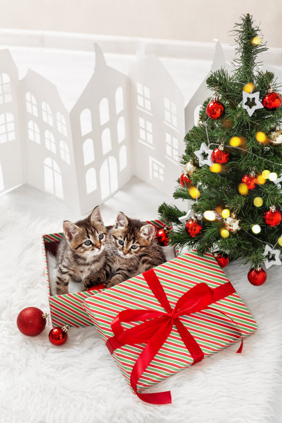 两只灰色条纹的小猫坐在圣诞树旁边的礼品盒里。他们一起看着画框图片下载