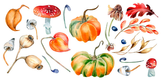 一套彩色秋叶和南瓜水彩插图孤立在白色。图片下载