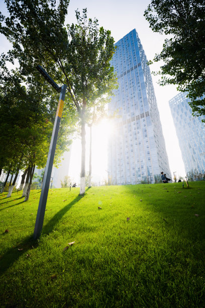 阳光下的树图片下载