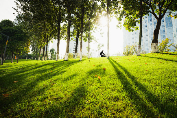 阳光下的树图片下载