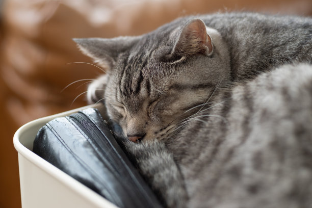 睡觉的猫图片下载