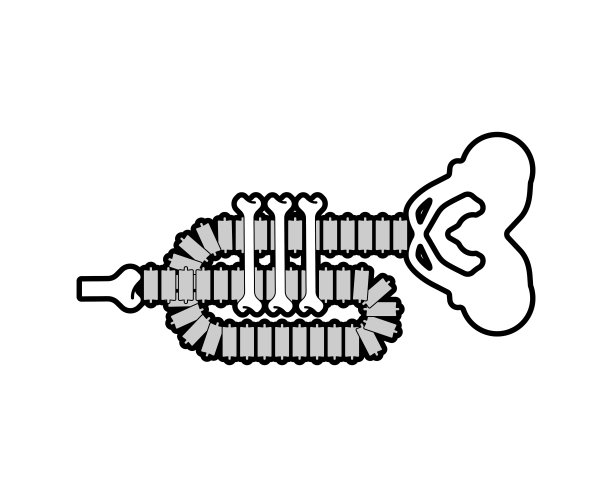 小号的骨头。骨架喇叭。死亡的乐器图片下载