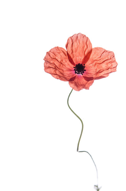 一朵红色的罂粟孤立在白色的背景上图片下载