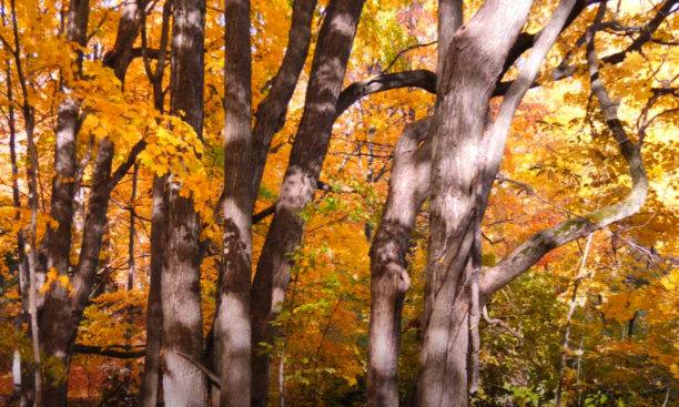 秋天秋天和美丽的自然景观图片下载
