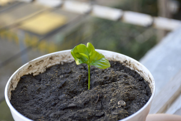 柠檬或橘子树发芽在花盆近距离图片下载