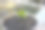 柠檬或橘子树发芽在花盆近距离图片下载