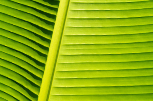 阳光下绿色棕榈叶的质地。纹理和背景图片下载