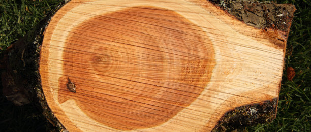 片的木头图片下载