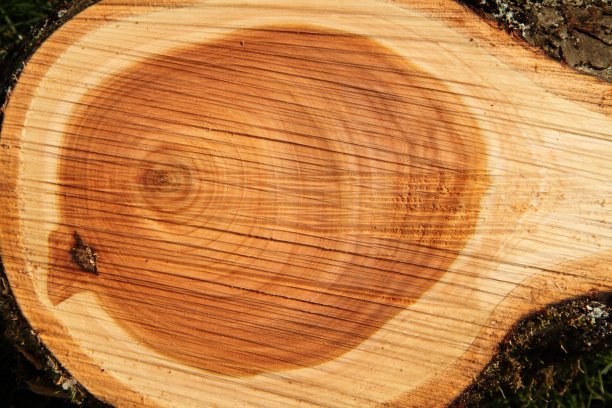 片的木头图片下载