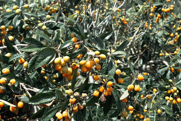 美味成熟的黄色枸杞果实在枝叶之间图片下载