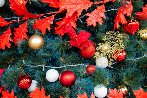 在第聂伯市公园里的圣诞树的近景图片下载