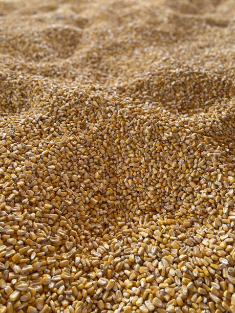 大量的玉米粒图片下载