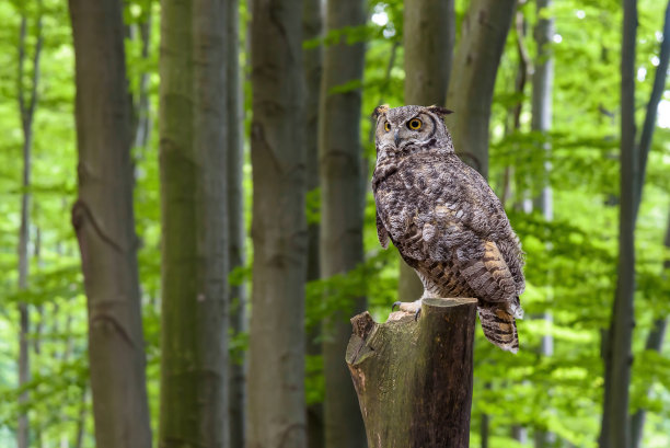 大角猫头鹰(维吉尼亚角鸮)坐在树干上图片下载