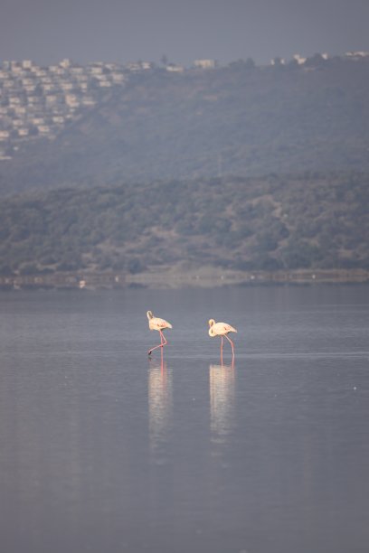 在博德鲁姆火鸡的湿地中进食的火烈鸟。图片下载