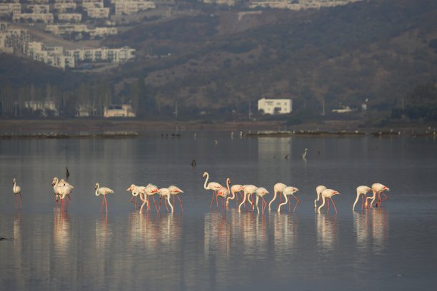 在博德鲁姆火鸡的湿地中进食的火烈鸟。图片下载
