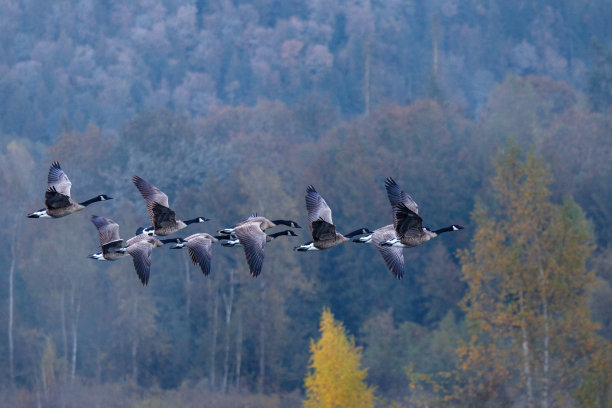 一群咯咯叫的加拿大鹅(Branta canadensis)飞行的特写图片下载