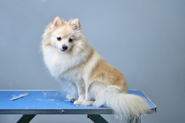 梳妆台上的波美拉尼亚斯皮兹犬，上面有一点剪完头发的狗毛图片下载