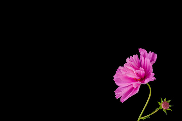背景上孤立的淡粉色宇宙花。图片下载