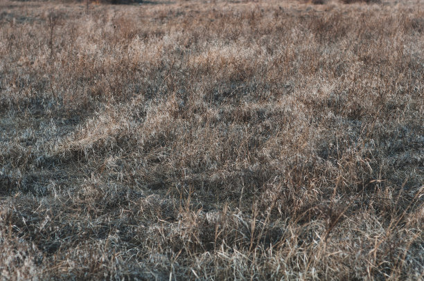 背景是干燥的黄草和种子特写。水平的背景图片下载