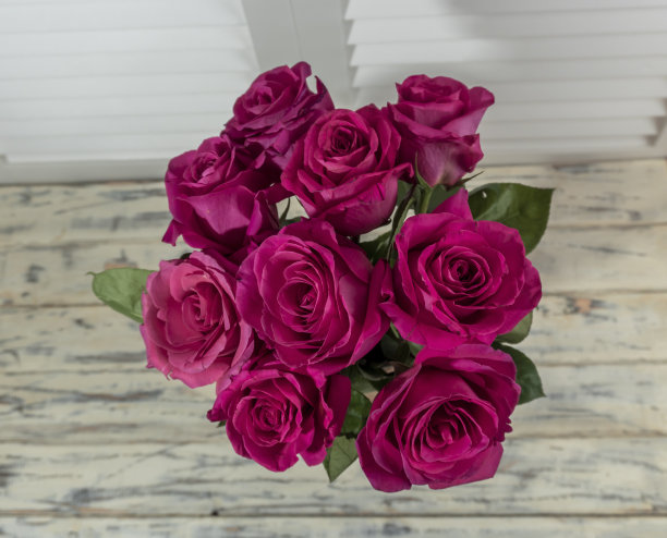 照片红色，粉色，紫色的玫瑰图片下载