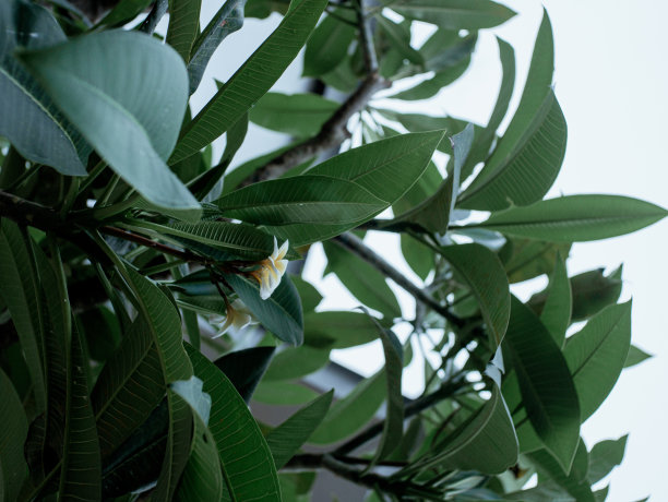 在自家花园的雨后美丽的鸡蛋花图片下载