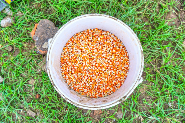 白色桶里的玉米粒图片下载