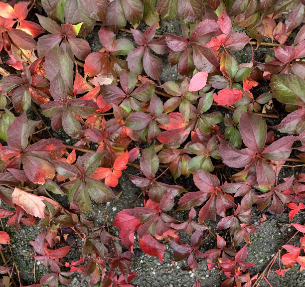的背景图片。秋天野葡萄的红绿叶铺在柏油路上。广场的照片。从上面的观点图片下载