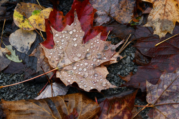 枫叶的秋景带着雨滴图片下载