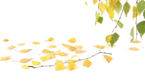 白桦树的树枝在秋天孤立在白色的背景上。图片下载