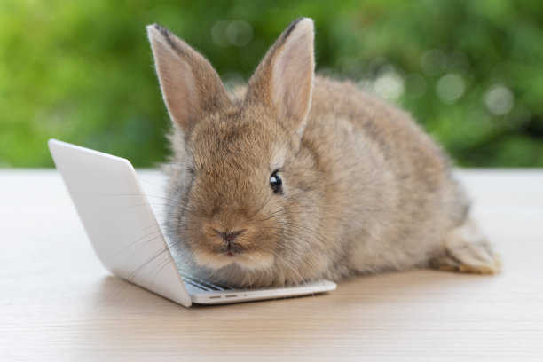 新生的小兔子毛茸茸的兔子小笔记本电脑坐在bokeh绿色背景。可爱的小兔子清洁身体与笔记本电脑坐在木制自然背景。复活节毛绒宠物技术。图片下载