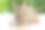新生的小兔子毛茸茸的兔子小笔记本电脑坐在bokeh绿色背景。可爱的小兔子清洁身体与笔记本电脑坐在木制自然背景。复活节毛绒宠物技术。图片下载