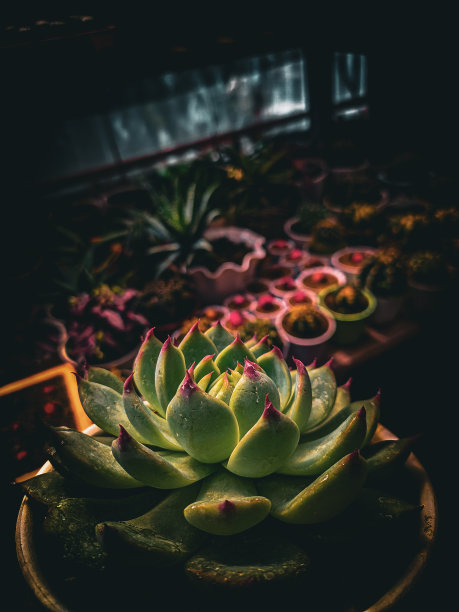 画框中的黑花楸图片下载