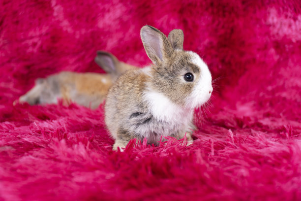 可爱健康的兔耳宝宝坐在红色背景上。小毛绒绒的棕色白色小兔子宝宝明亮的眼睛兔子看着什么东西坐在地毯红色的背景。复活节动物宠物。图片下载