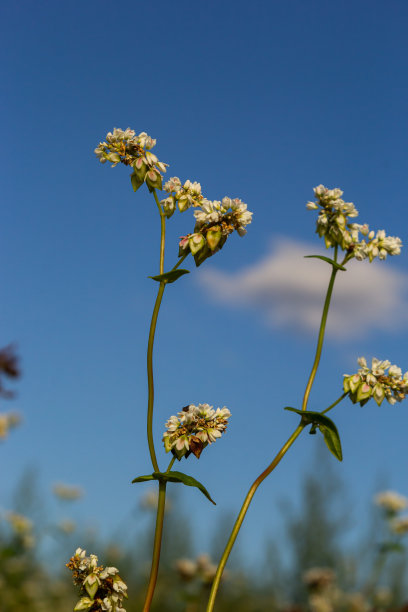 盛开的荞麦在夏日阳光下的田野，特写图片下载