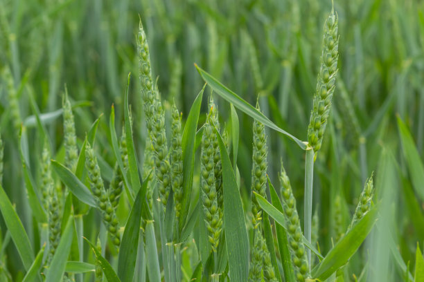 初夏的小麦在微风中吹拂。传统的绿色小麦作物独特的自然照片。年轻的小麦植株生长在土壤中图片下载