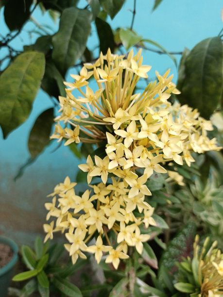 观赏植物，学名为蛇颈草。有选择性的重点。图片下载