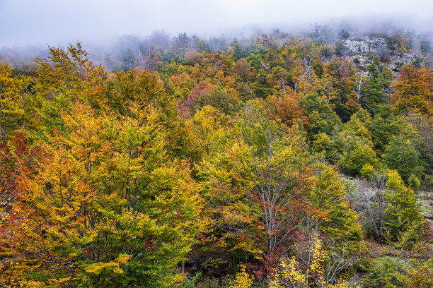 五颜六色的秋叶图片下载