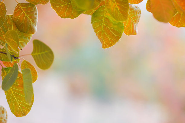 秋天枫叶红的背景图片下载