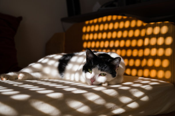 猫在床上晒太阳在阳光下的形状点图片下载