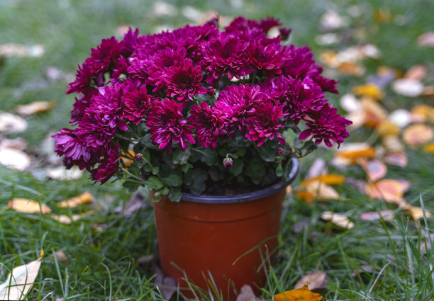 多花粉红色的菊花在一个花盆上的草与秋黄色的叶子图片下载
