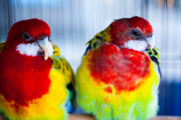 邋遢的彩虹鹦鹉图片下载